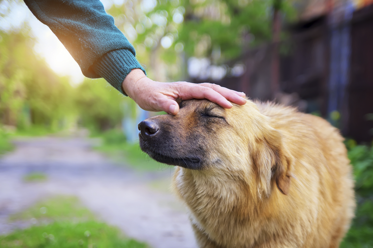 Adopt - Fairfield County Dog Adoption Center & Shelter ...