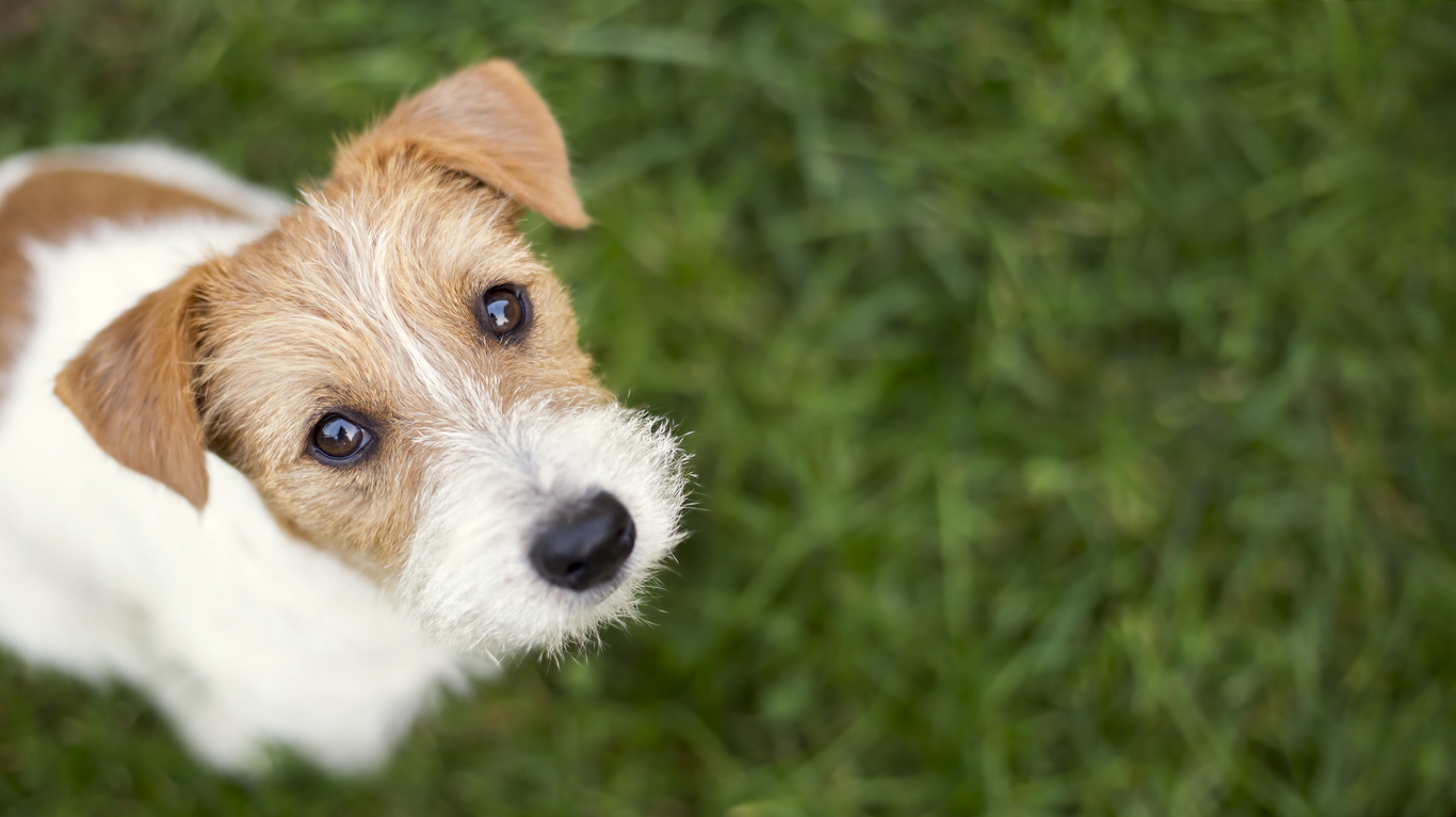 County dog best sale pound