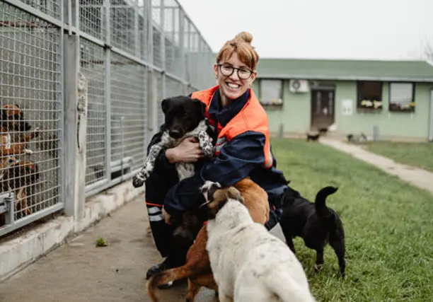 Dog Shelter